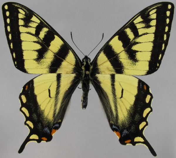 Photo of Papilio canadensis by Norbert Kondla